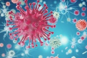 新冠病毒。（圖源：互聯網）