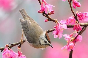 （示意圖源：互聯網） 