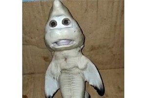 “人臉小鯊魚” 。（圖源：互聯網）