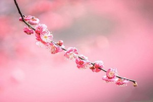 （示意圖源：互聯網） 