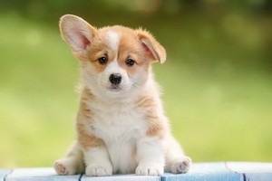 （示意圖源：互聯網） 