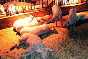 感染非洲豬瘟而引發厭食、腹瀉及死亡的病豬。（示意圖源：越通社）