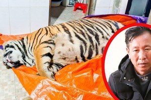 買老虎以製虎骨膏者受法律制裁