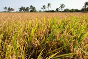 （示意圖源：互聯網） 