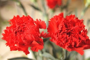 （示意圖源：互聯網） 