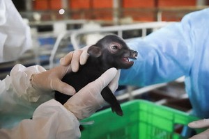 科學家們通過體細胞克隆技術進行的無性生殖，本月10日四頭大肚豬順利問世並健康成長。（圖源：農業與農村發展部）