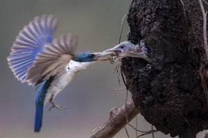 獲得PSA冠軍的《照顧嬰兒》作品。