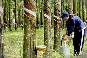 一名女工在橡膠樹林裡收穫液體橡膠。（圖源：垂楊）
