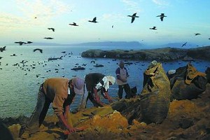 秘魯很多島嶼是海鳥天堂。