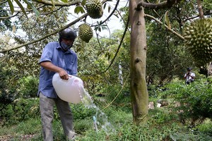 前江省周城縣富豐鄉的一名農夫把剛取回來的水給自家的榴蓮果園“解渴”。（圖源：阮事）