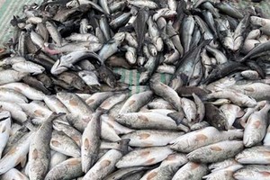 大量死魚被撈上岸。（圖源：LD）