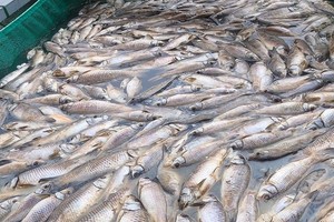 平陽省油汀縣西貢河上游一養魚網箱的死魚屍浮滿水面。（圖源：燕慶）