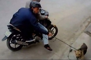 兩名偷狗賊被監控拍下偷狗全過程。