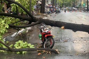 暴風雨致樹倒 兩摩托車駕駛者受傷