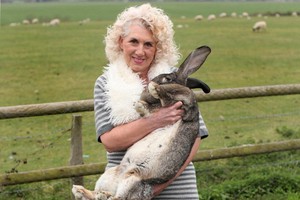 女主人安妮特-愛德華茲和她飼養的世界上最大的兔子。（圖源：互聯網）