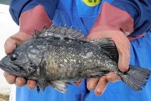 日本福島縣黑鮋檢測到放射性物質超標。（圖源：互聯網）