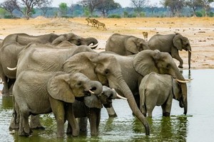 圖為津巴布韋萬基國家公園裡的象群。（圖源：互聯網）