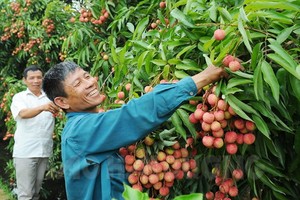 海陽省荔枝在４個電商平台上架
