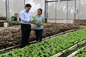 芽皮縣人委會主席趙杜鴻福（左）視察芽皮縣一高新技術無公害農業菜園。（圖源：富才）