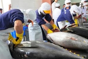 圖為黃鰭金槍魚粗加工工段。（示意圖源：互聯網）