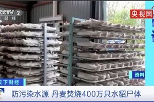 丹麥焚燒 400 萬水貂屍體