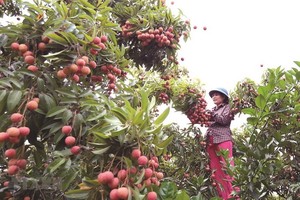 北江荔枝大豐收。（圖源：越通社）