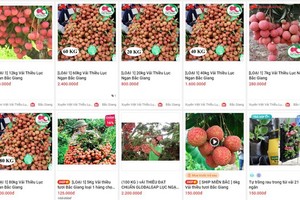 在Sendo電子商務平台上所推銷的陸岸荔枝。（圖源：網站截圖）