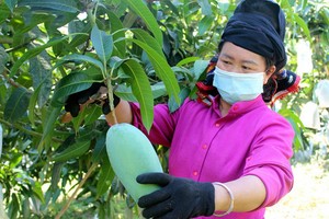 美國大幅進口我國芒果。（圖源：VOV）