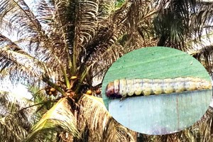 小圖為食葉類害蟲的椰子織蛾。（圖源：民越）