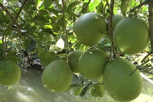 綠皮柚子果園一瞥。（圖源：秋莊）