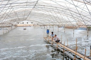 圖為茶榮省一蝦類養殖場。（圖源：互聯網）