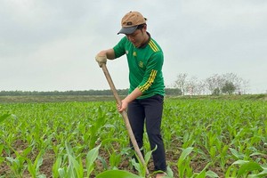 春王在疫情期間回鄉幹農活。