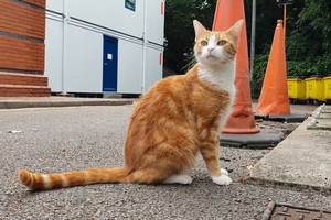 英一隻貓被任命為車站“首席捕鼠員”