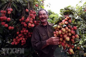 北江荔枝豐收。（圖源：越通社）