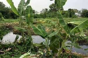 位於第十二郡面積達150公頃、獲規劃成公園的土地。