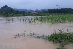 暴風雨引發洪水泛濫，淹沒農民的農作物。（圖源：越通社）