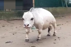 世界最小奶牛
