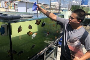 阮友勝在天台上養金魚的模式。