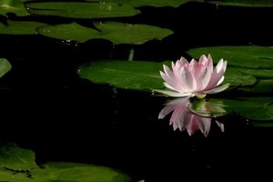 （示意圖源：互聯網） 