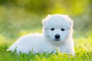 （示意圖源：互聯網）