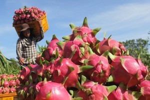 火龍果拓展外銷市場