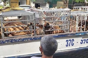 某民戶非法圈養 17 頭老虎