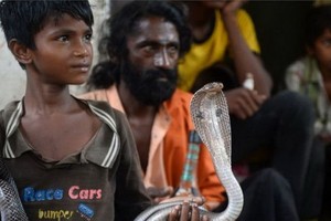 印度眼鏡蛇通常在天黑後攻擊人畜，並引起內出血，需要立即就醫。（圖源：AFP）