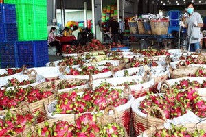 隆安省州城縣火龍果進入收穫季節。