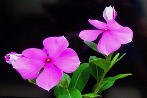 “日日春”是提煉抗癌藥物原料