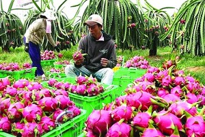 農民在收成火龍果。（圖源：互聯網）