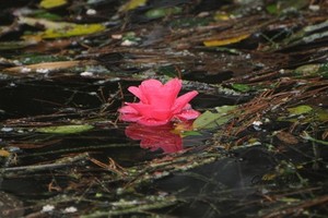 （示意圖源：互聯網） 