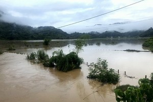 北件省屯市縣南強鄉的稻田被淹沒在洪水中。（圖源：越通社）