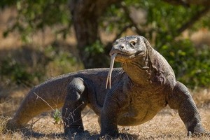世界上最大的蜥蜴科莫多巨蜥的物種保護級別從“易危”升為“瀕危”。（圖源：互聯網）