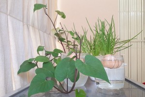 陳可愛種植的盆景使住房空 間更「綠化」。